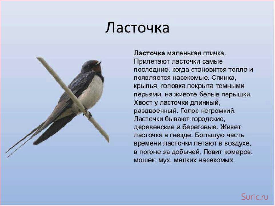 Ласточка символ чего