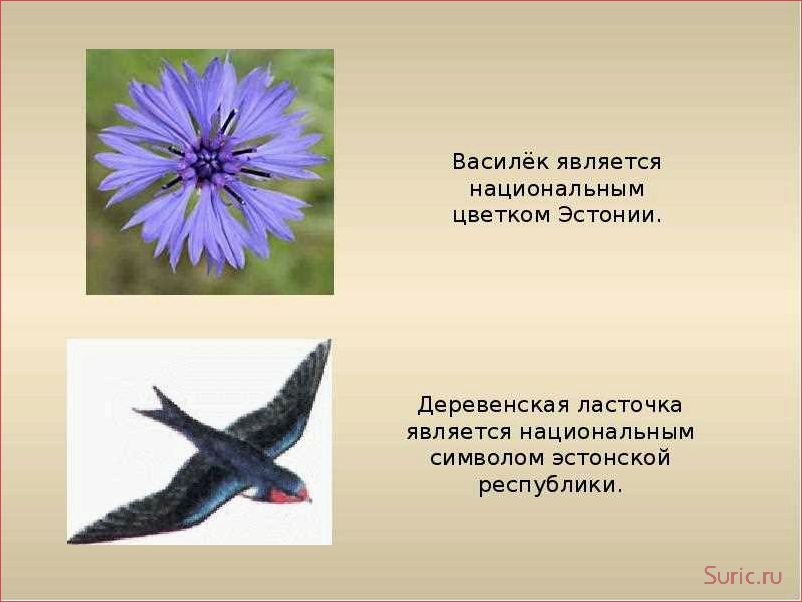 Ласточка символ чего