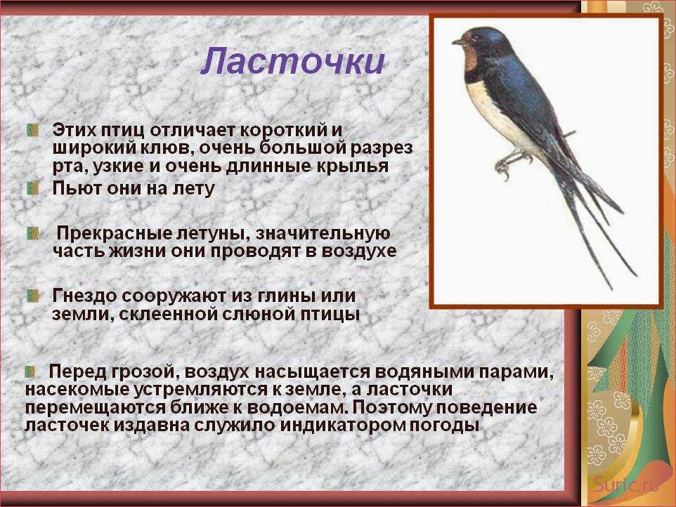 Ласточка символ чего
