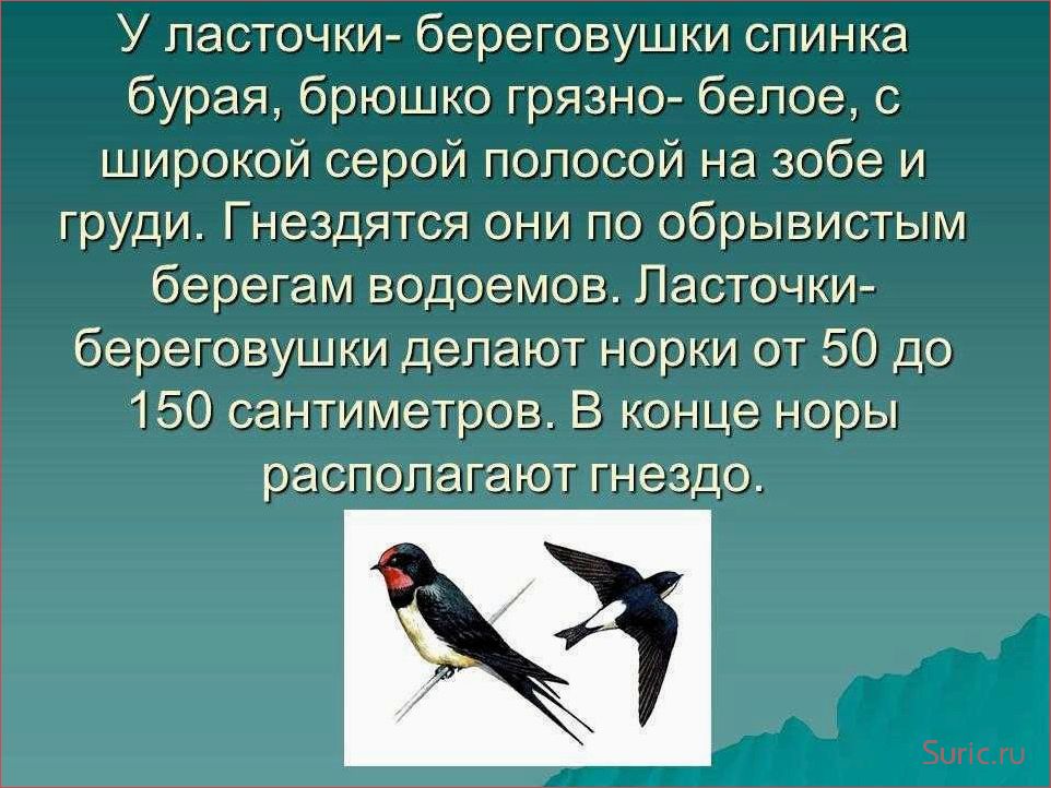 Ласточка символ чего